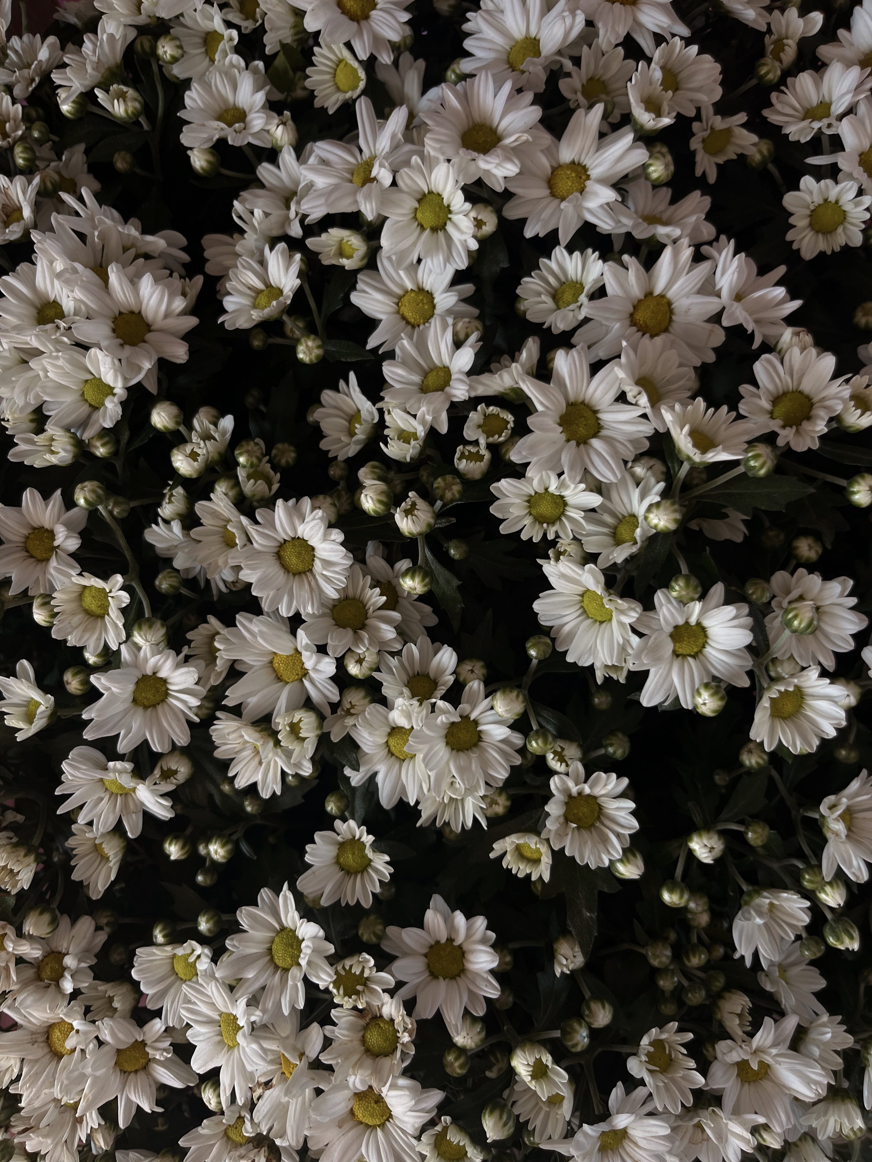 Oplev Humdakins dufte – milde, naturlige og til enhver smag