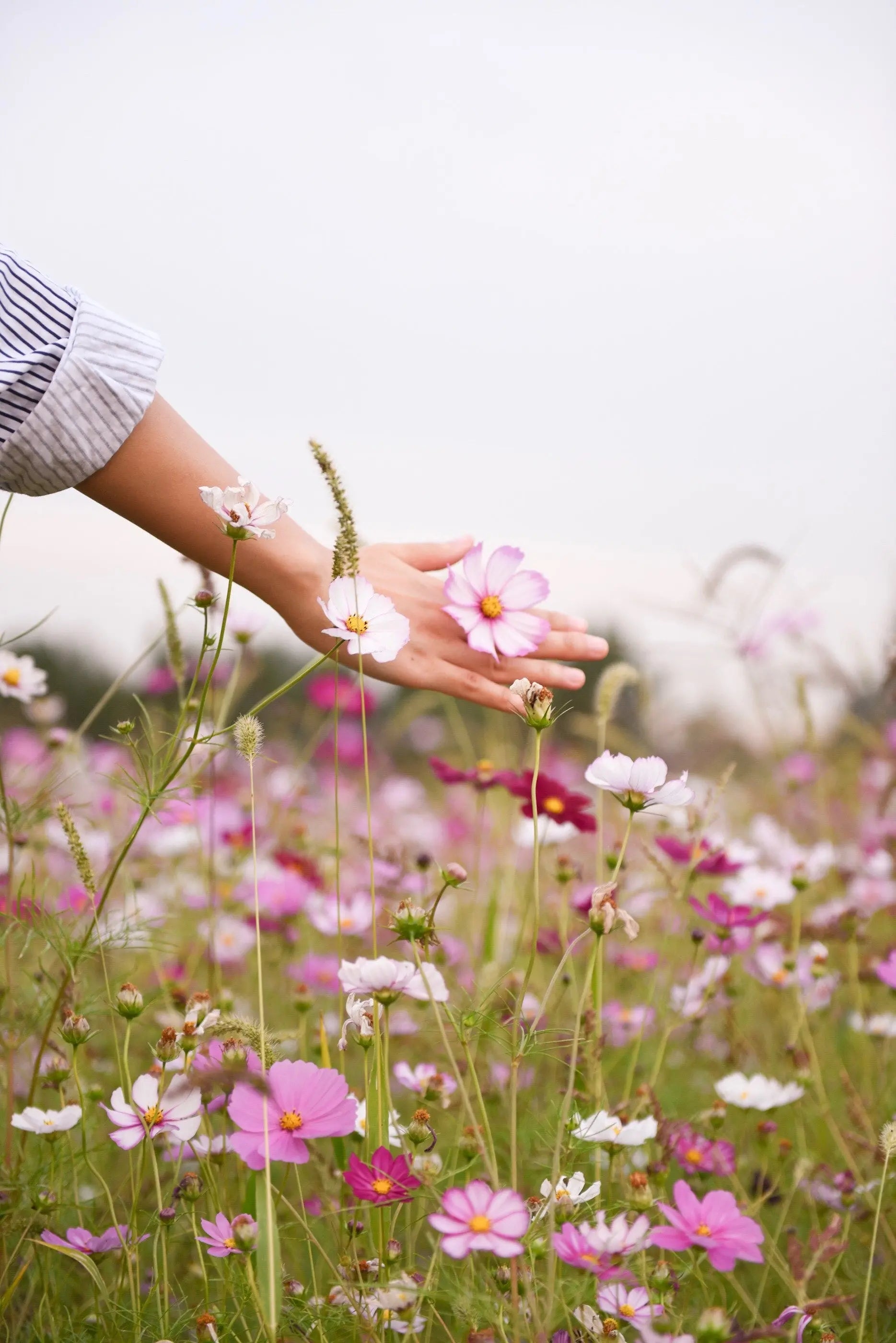 Vores yndlingsblomster i haven